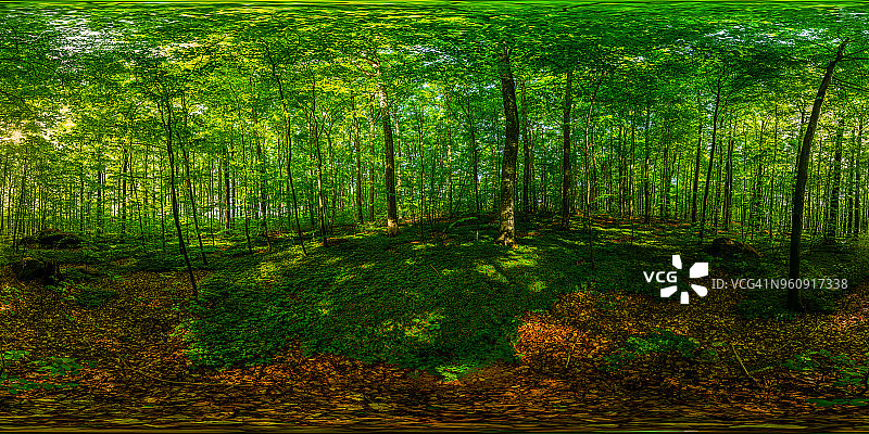 春季山毛榉森林360度全景图图片素材