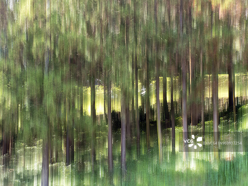 特塞拉岛亚速尔群岛，慢速快门拍摄的模糊针叶林图片素材