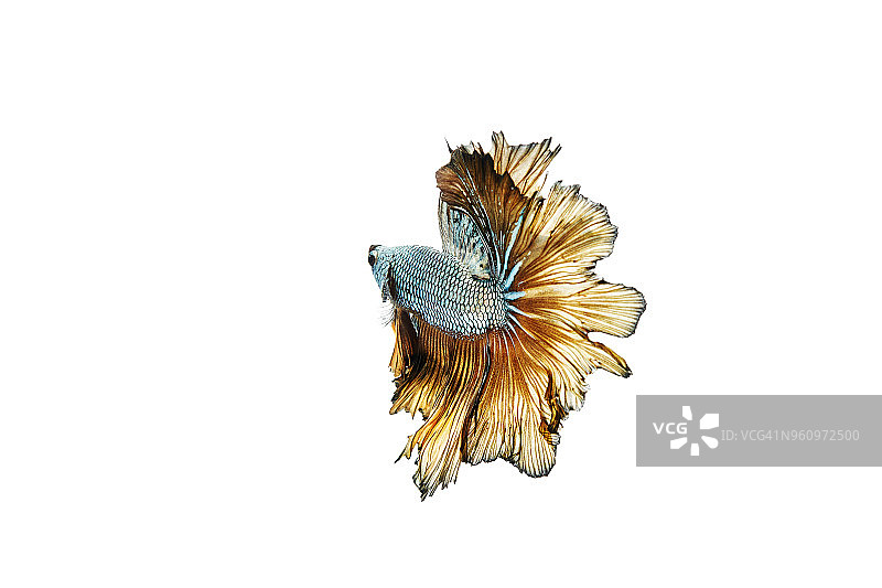 白色背景上的热带鱼图片素材