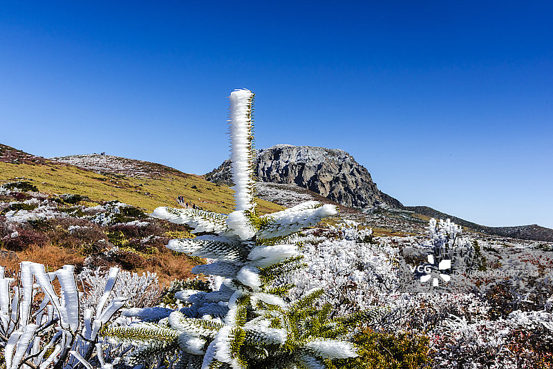 济州岛汉拿山冬季风光（联合国教科文组织世界遗产）图片素材