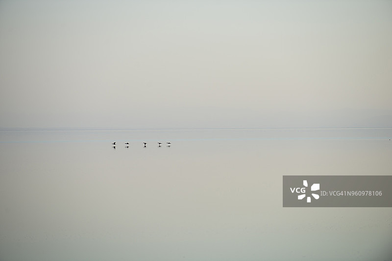 索尔顿海上空飞翔的鸟群图片素材