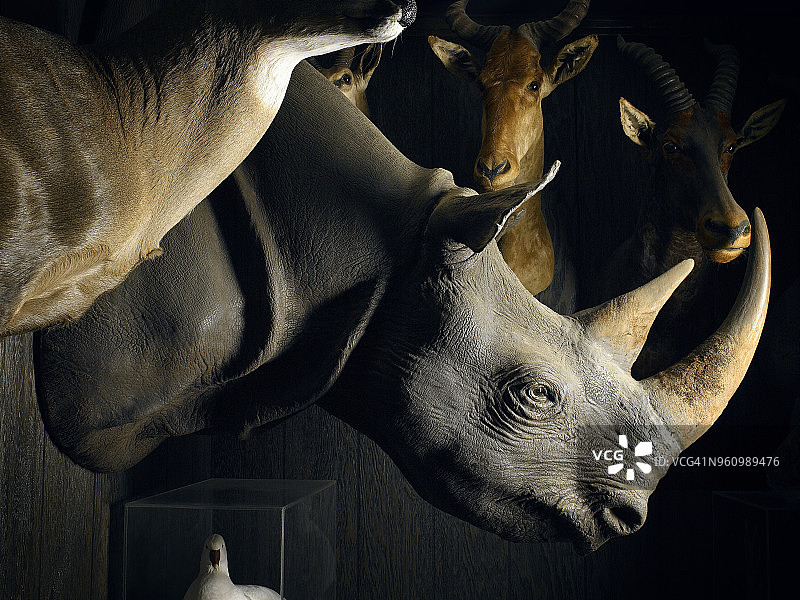 墙上的狩猎战利品图片素材