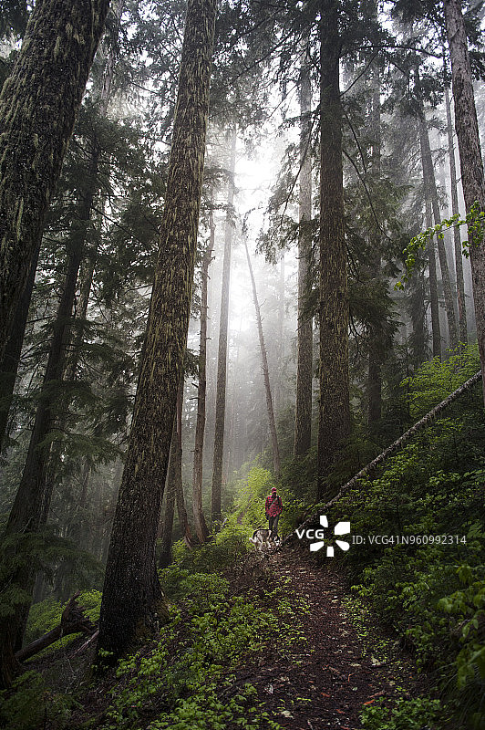 男子在森林里遛狗图片素材