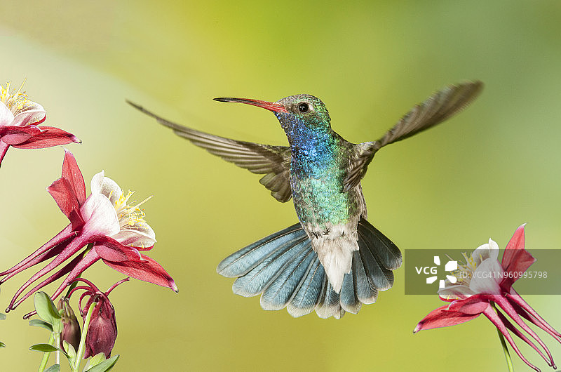 亚利桑那州雄性阔嘴蜂鸟图片素材