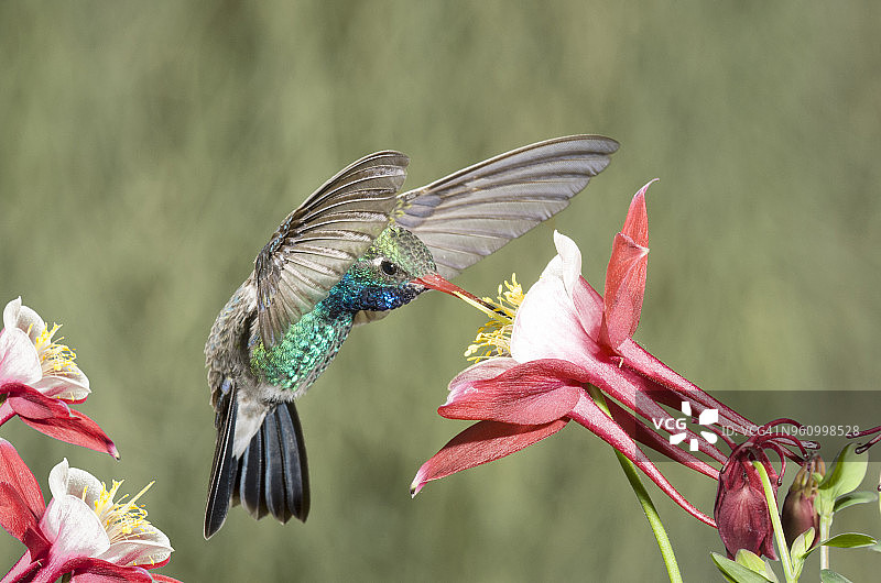 亚利桑那州雄性阔嘴蜂鸟图片素材