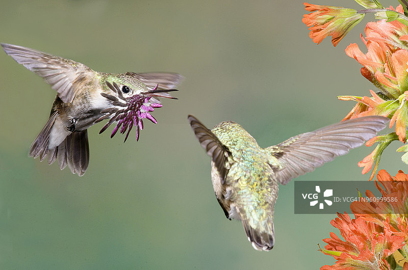 蜂鸟，卡路比，加拿大图片素材