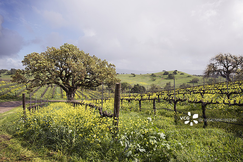 农场上生长的植物和树木，背景是多云的天空图片素材