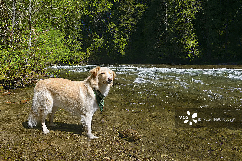 吉福德·平肖国家森林公园河边的狗狗侧面图片素材