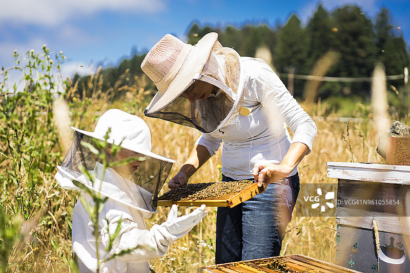 母子站在田野里检查蜂巢图片素材
