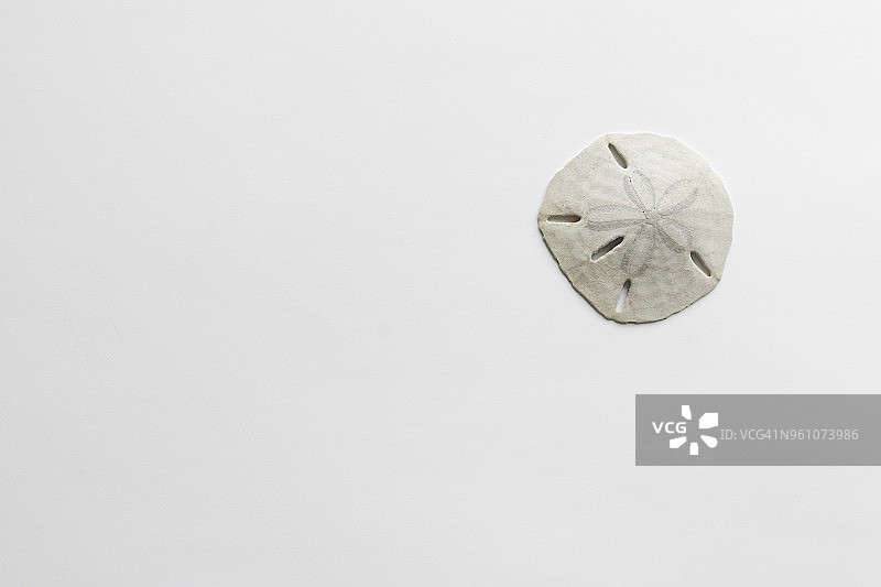 白色背景下的沙钱高角度视图图片素材