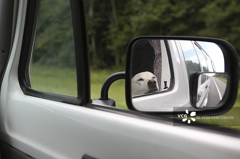 拉布拉多寻回犬在后视镜中的倒影图片素材