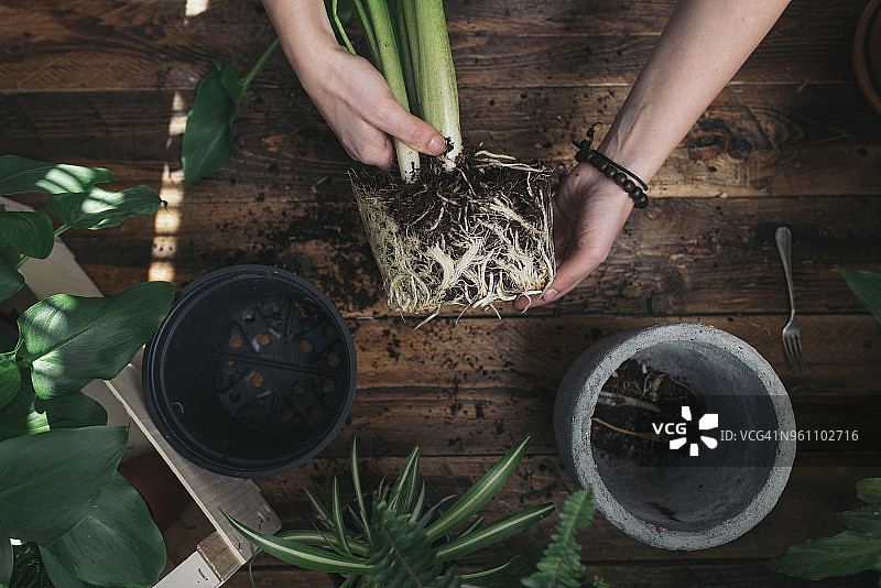 女人为白鹤芋换盆。图片素材