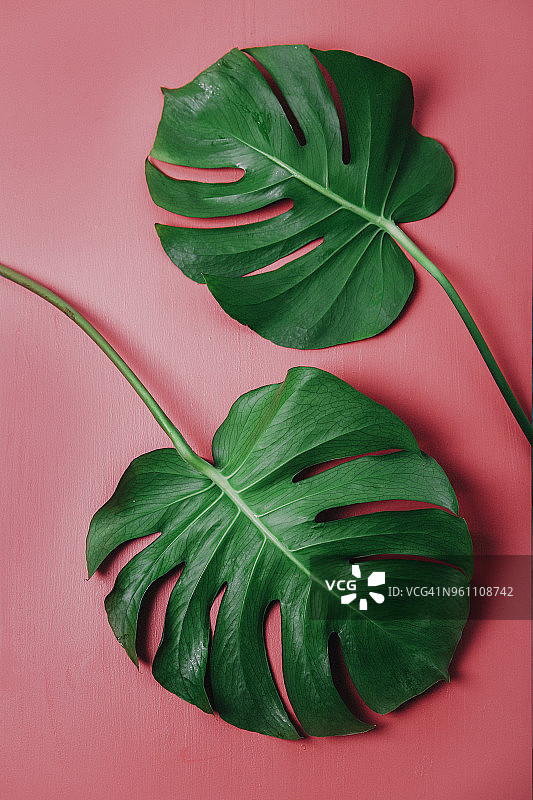 粉色背景上的龟背竹叶图片素材