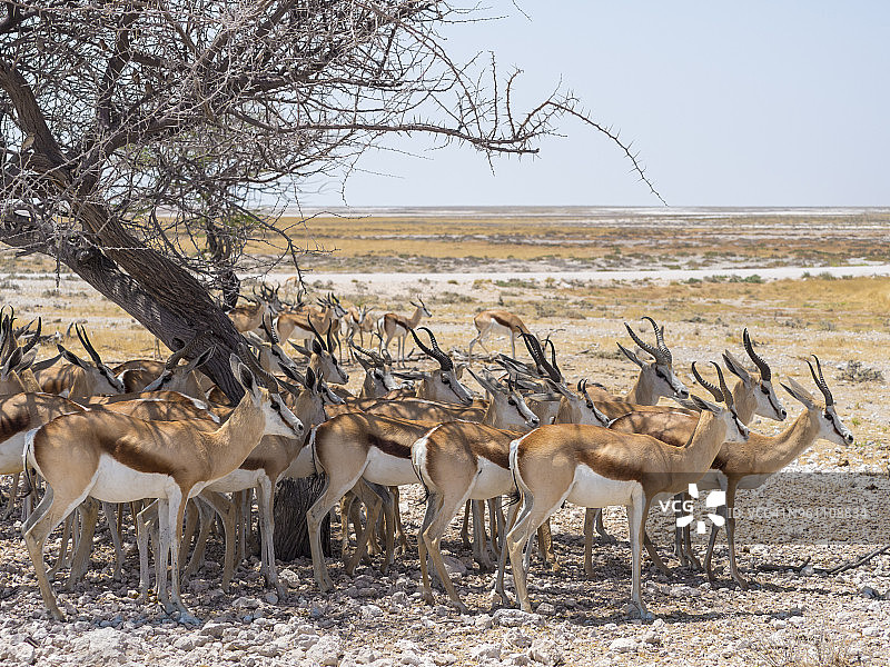 非洲纳米比亚埃托沙国家公园：树荫下的一群跳羚图片素材