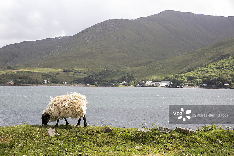 在河边绿油油的草地上吃草的羊图片素材