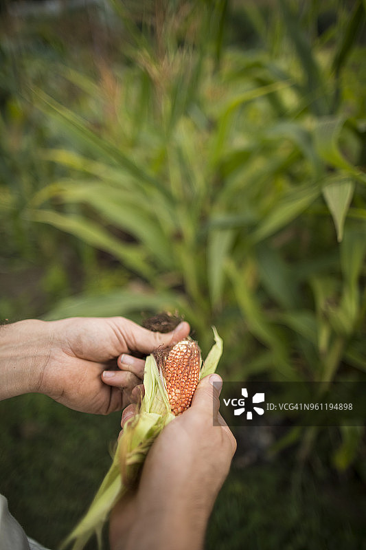 男子在社区花园剥玉米图片素材