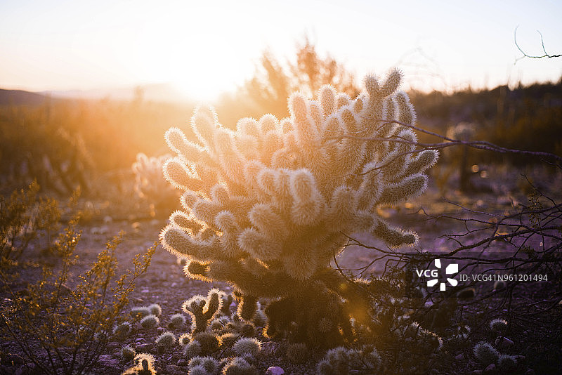 日落时分生长在沙漠田野中的仙人掌图片素材
