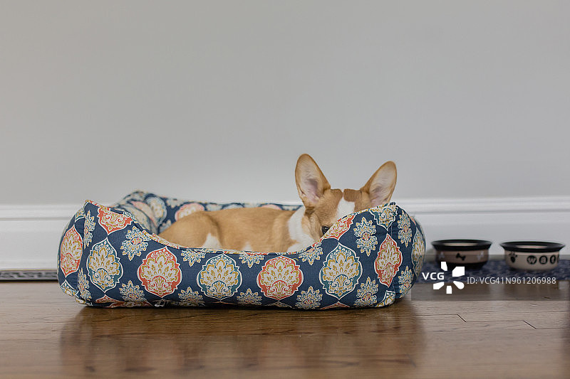 威尔士柯基犬躺在家里硬木地板上的宠物床上靠墙图片素材