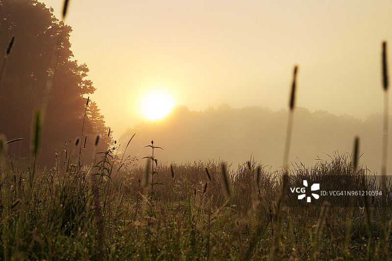 日落时分，田野上的草地和树木图片素材
