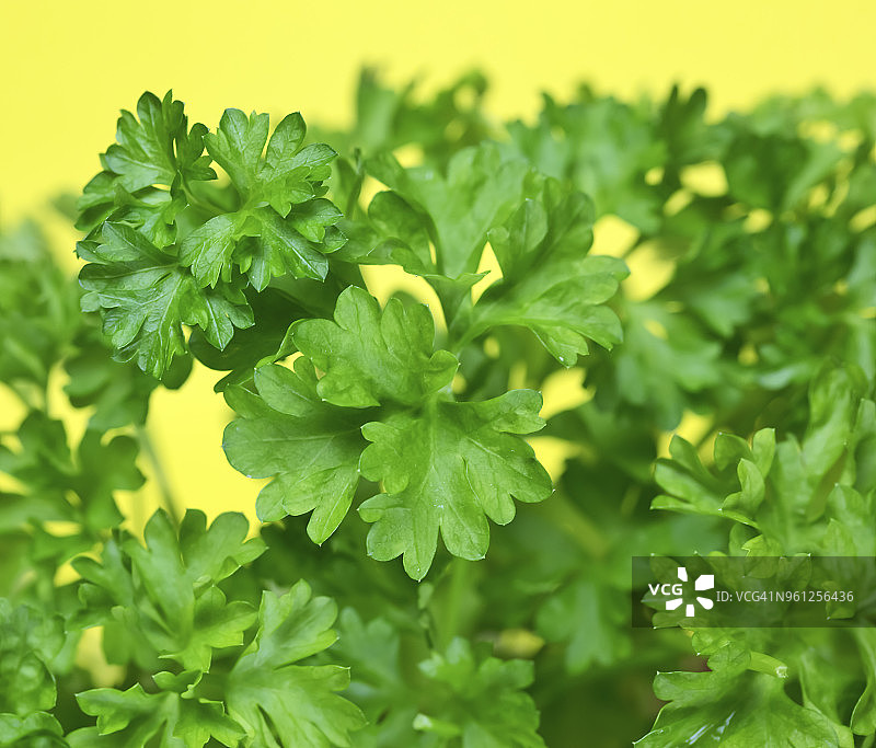 卷曲的欧芹绿叶，绿色草本植物图片素材