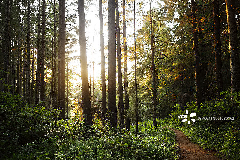 日落时森林树木的景色图片素材