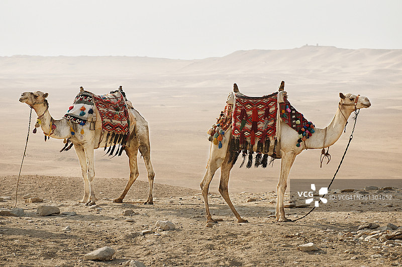 沙漠中骆驼的侧视图图片素材