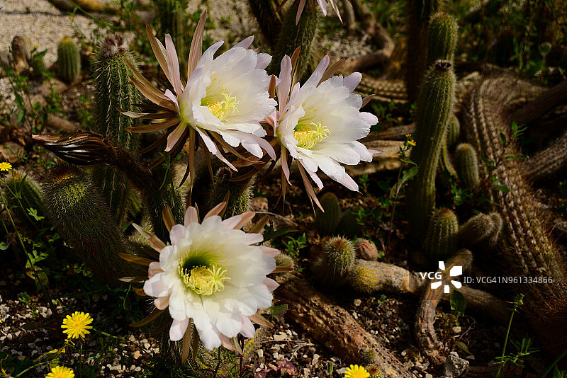 白檀花柱花图片素材