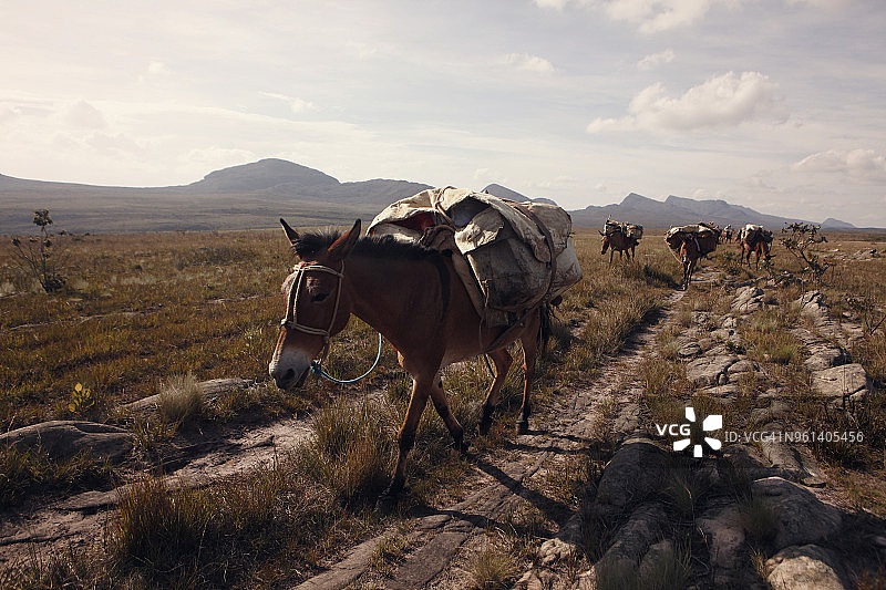 在田野上行走，背着行李的马图片素材