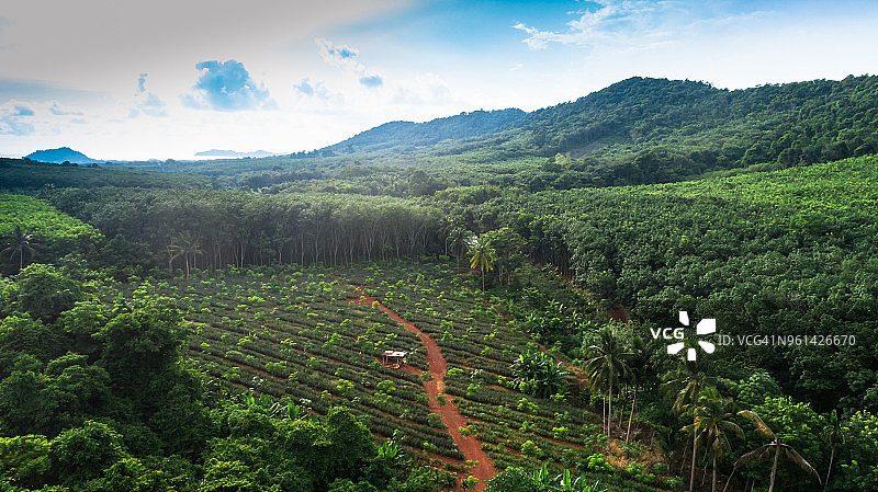 绿色橡胶树农场中的小屋航拍图片素材