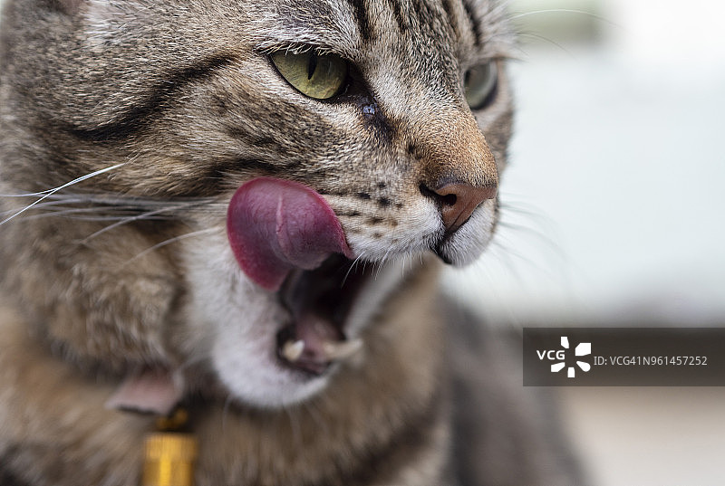 舔嘴唇的虎斑猫图片素材