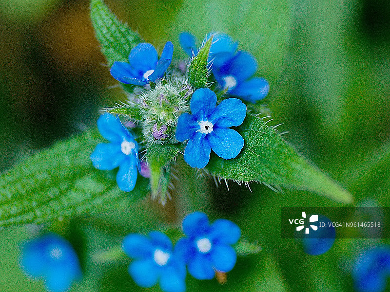 琉璃繁缕图片素材