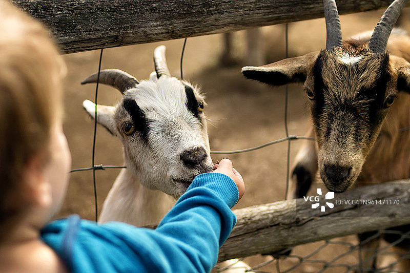 男孩在农场隔着栅栏喂山羊特写图片素材
