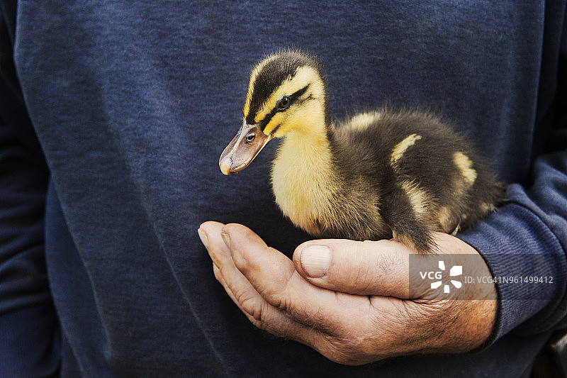 男子手中拿着小鸭图片素材