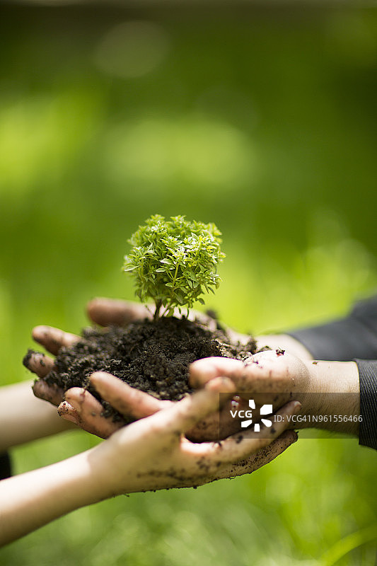 孩子手中的小树苗图片素材