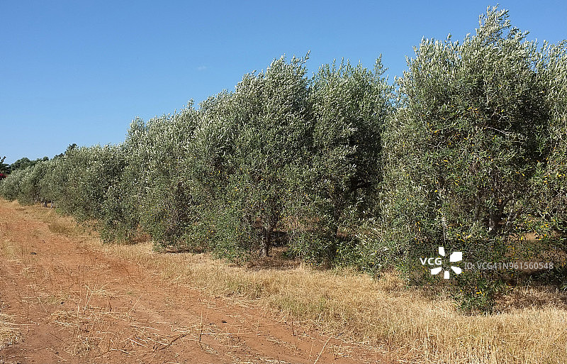橄榄园透视图图片素材