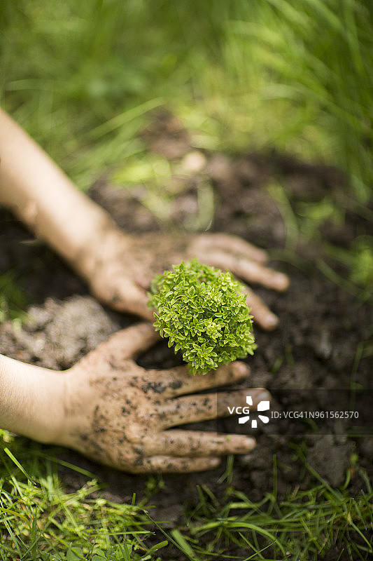 儿童手植树苗特写图片素材