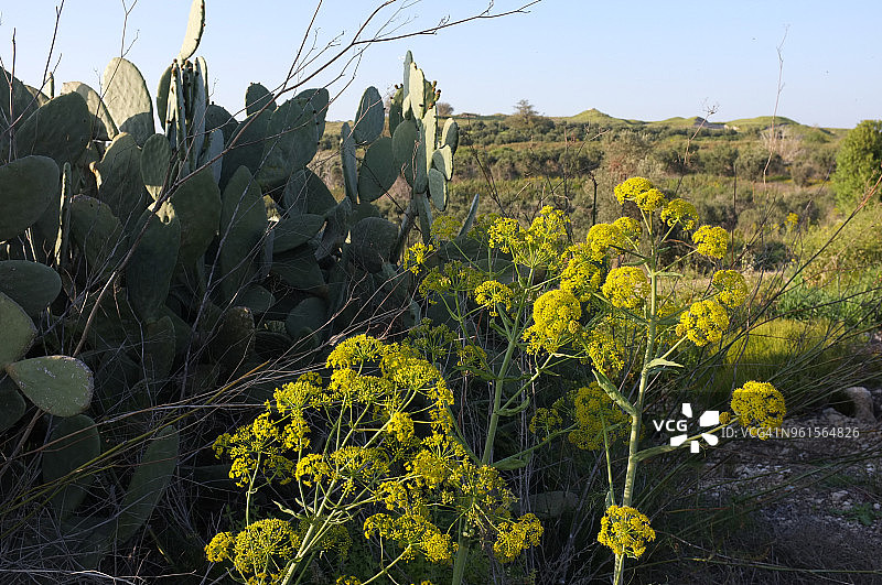 野生植物：特有的黄色阿魏和仙人掌丛，背景是《圣经》城市基色的两个土堆图片素材