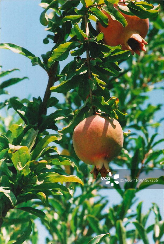 阳光明媚的一天，树上成熟的两个石榴图片素材