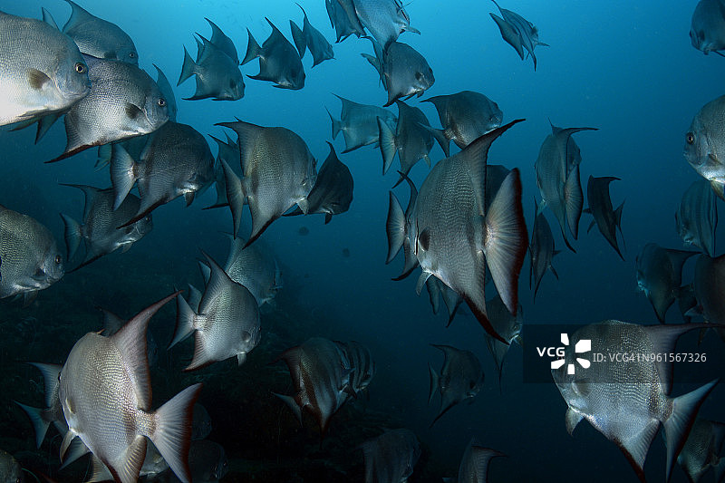 大西洋燕鱼群图片素材