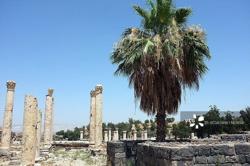 贝特谢安遗址的罗马柱间棕榈树图片素材