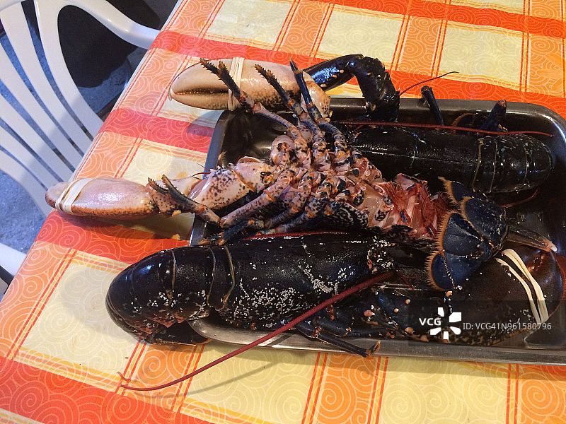 待烹饪的鲜活龙虾图片素材