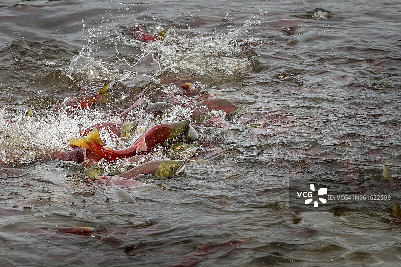 通往库里尔湖的溪流中的红鲑鱼图片素材