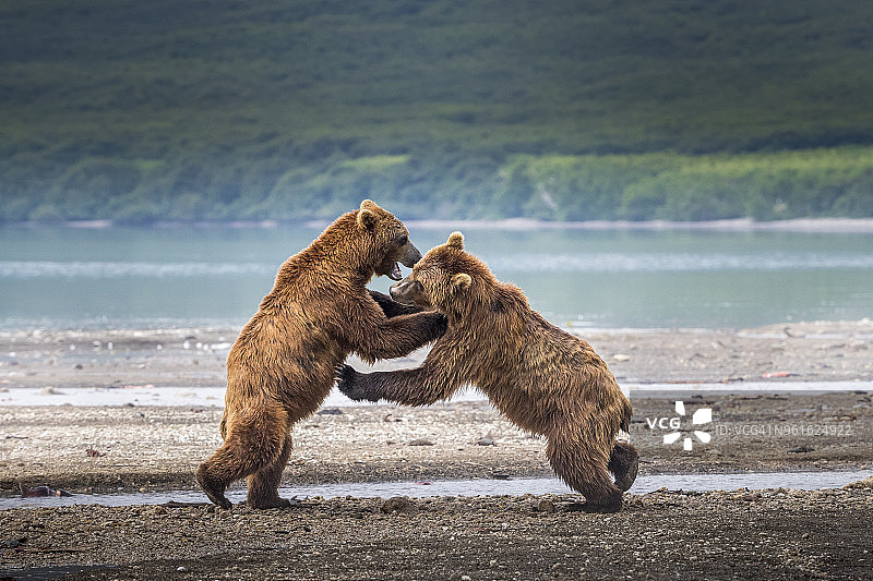 堪察加棕熊在库页湖嬉戏图片素材