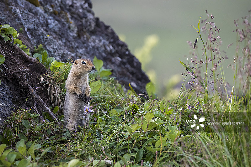托尔巴奇克火山群下的北极地松鼠图片素材