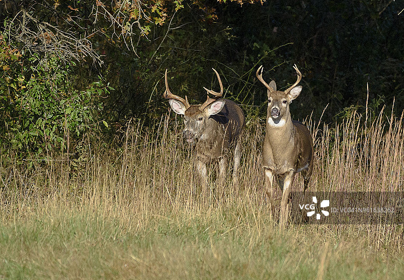 发情期中的两只漂亮的白尾雄鹿图片素材