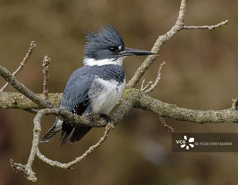 雄性带纹翠鸟图片素材