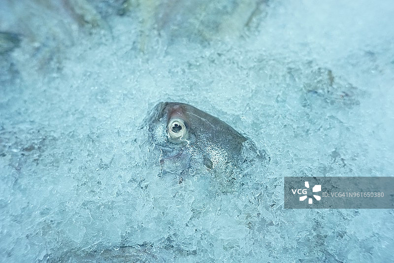 冰冻的鱼头图片素材