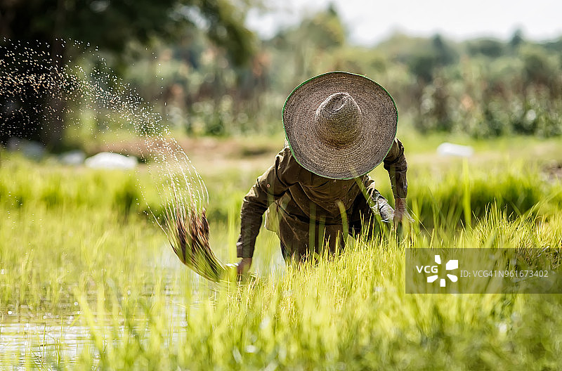 稻田里的农民图片素材
