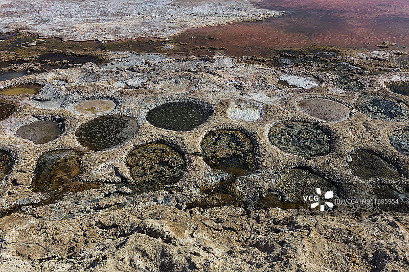 索尔顿海的罗非鱼巢穴图片素材