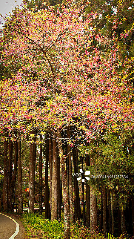 阿里山 - 桧树和中国台湾樱花图片素材